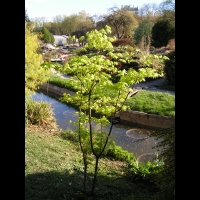 Acer palmatum cv Saoshika (fam Aceracees) (1)